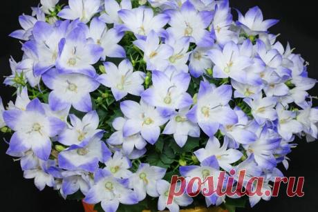 «Жених и невеста». Кампанула в вашем доме.

Сохраняйте, чтобы не потерять

ОПИСАНИЕ. Родина — Италия. Из многочисленных видов рода колокольчиковых (всего их насчитывается около 350), распространенных преимущественно во внетропических широтах Северного полушария, лишь несколько нашли применение в комнатном цветоводстве. Их часто можно видеть в окнах домов, особенно в маленьких провинциальных городах и поселках. В народе их называют «жених» — цветущие синими цветочками и «не...