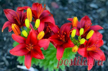 artleo.com_26355.jpg (2560×1679)