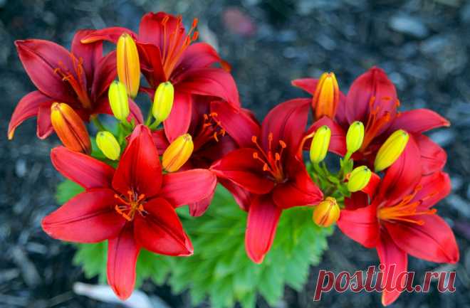 artleo.com_26355.jpg (2560×1679)