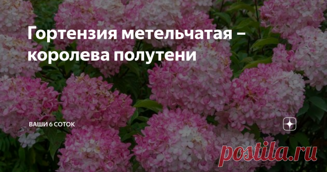 Гортензия метельчатая – королева полутени Наши питомники предлагают немало сортов гортензии метельчатой и называют эту культуру одной из самых неприхотливых. Так ли это? Какие условия ей необходимы?
Эффектное цветение гортензии метельчатой никого не оставляет равнодушным. Это неприхотливое растение отличается высокой зимостойкостью, что очень важно для регионов с суровым климатом. Российские дачники давно оценили ее не только за красоту п