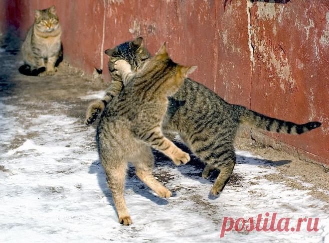 35PHOTO - stepan15 - хук слева