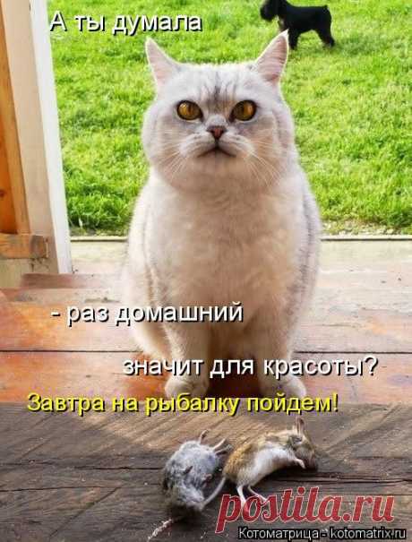 Котоматрица: Лучшие за март 2015