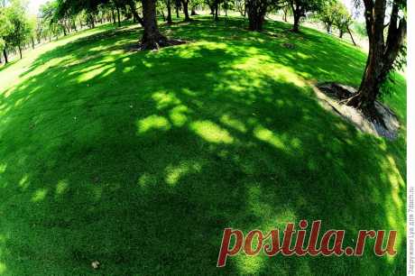 Какие растения можно сажать под деревьями - Садоводка