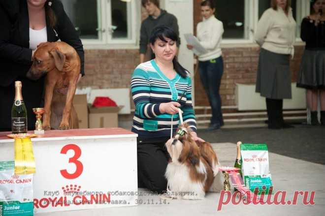 щенок ши-тцу на выставке
питомник Чесвет Лайн