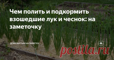 Чем полить и подкормить взошедшие лук и чеснок: на заметочку Развитие чеснока и лука происходит поэтапно, первым делом растёт надземная часть - требуется азот, который стимулирует рост зелени. Лучшее удобрение - птичий помёт и навоз, мочевина (карбамид), настои зелёной травы. Вносят эти подкормки после полива чистой водой в прикорневую зону. Когда начинает формироваться луковица, нужны калий, фосфор, микроэлементы магний, цинк, железо, бор. Они отвечают за рост корневой си...