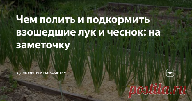Чем полить и подкормить взошедшие лук и чеснок: на заметочку Развитие чеснока и лука происходит поэтапно, первым делом растёт надземная часть - требуется азот, который стимулирует рост зелени. Лучшее удобрение - птичий помёт и навоз, мочевина (карбамид), настои зелёной травы. Вносят эти подкормки после полива чистой водой в прикорневую зону. Когда начинает формироваться луковица, нужны калий, фосфор, микроэлементы магний, цинк, железо, бор. Они отвечают за рост корневой си...