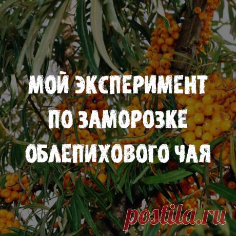 Я решила провести свой эксперимент по заморозке облепихового чая и поделиться результатами с вами 🤗 | ПП ГО | Яндекс Дзен