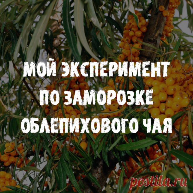 Я решила провести свой эксперимент по заморозке облепихового чая и поделиться результатами с вами 🤗 | ПП ГО | Яндекс Дзен