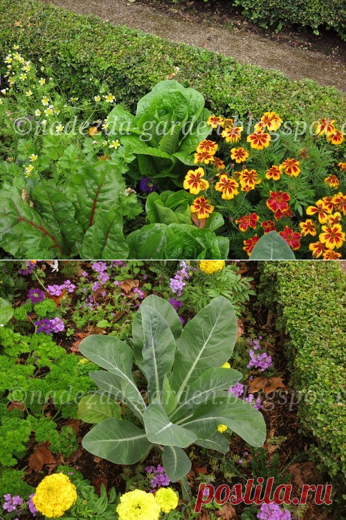  Цветы и овощи растут вместе.   Nadezda's Gardening and Craft