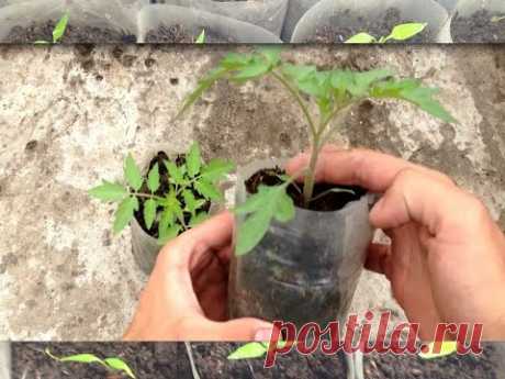 Как вырастить здоровую рассаду томатов / Когда подкармливать томаты