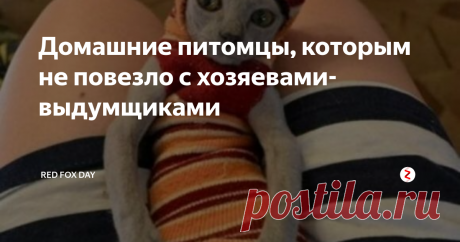 Домашние питомцы, которым не повезло с хозяевами-выдумщиками Так уж складывается, что большинство владельцев домашних питомцев любят наряжать их в разные наряды. Иногда это просто ограничивается нелепым костюмом из ближайшего зоомагазина. Но настоящие выдумщики не ограничиваются ими. Они начинают скупать странные аксессуары или делать их своими руками.