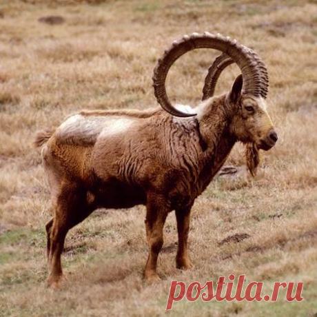 Козел центральноазиатский | Рыбалка и охота в Казахстане