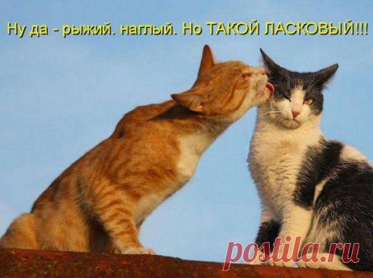 Рыжий, наглый, но такой ласковый... забавная подборка