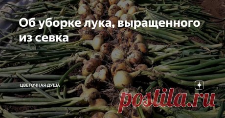Об уборке лука, выращенного из севка У лука, выращенного из севка очень быстро, буквально за неделю, полегли перья, и кое-где они даже начали желтеть. Верхние чешуйки у луковиц подсохли, и в народе об этом говорят так:  "лук оделся в рубашку".  Шейка (место перехода от луковицы к перьям) размягчилась и это явилось ещё одним признаком того, что лук пора вытаскивать из гряды с сушить.
Фото автора
Да и с погодой всё сложилось: несколько