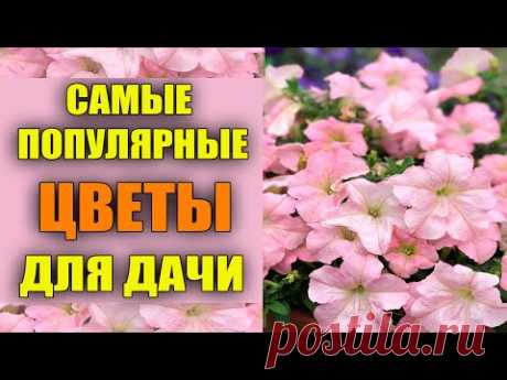 КАКИЕ ЦВЕТЫ САЖАТЬ В ФЕВРАЛЕ НА РАССАДУ