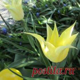 Уход за растениями - подкормки - Садоводка