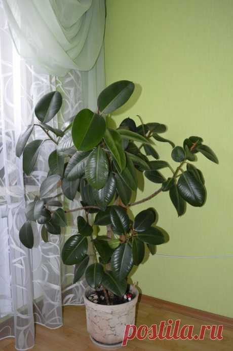 Фикус, который приносит счастье!!!