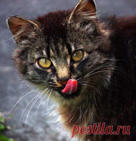 Яндекс.Фотки