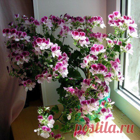 Как заставить цвести герань?