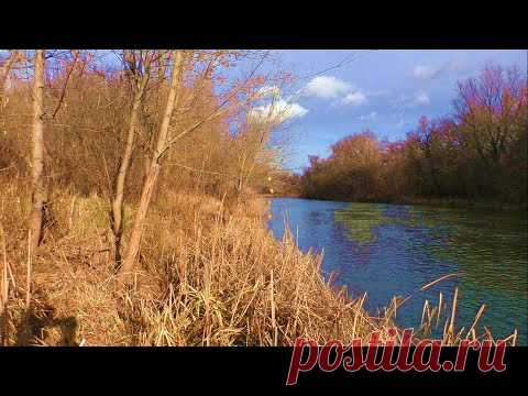 ЗИМА | КОП | Лесной коп с металлоискателем ЭКВИНОКС 800 - YouTube