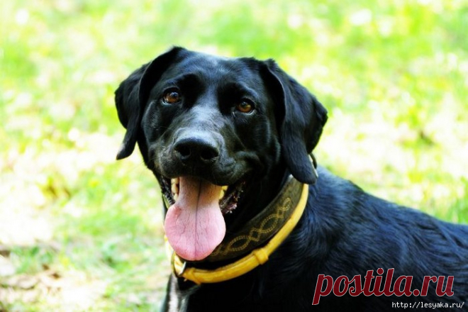 Натуральный антипаразитарный ошейник для собаки своими руками!