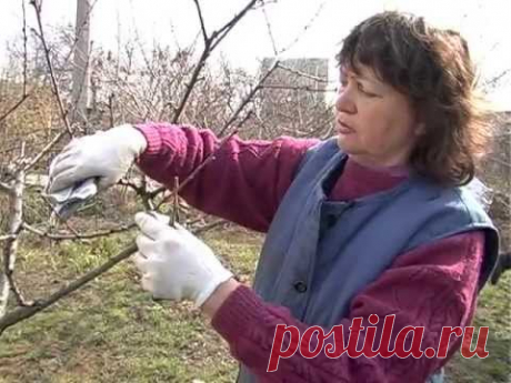 Обрезка персика
