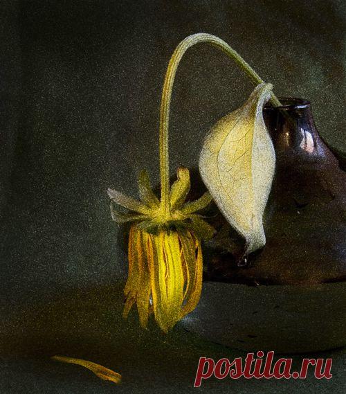 фото: Увядание | фотограф: Валентина Кулагина | WWW.PHOTODOM.COM