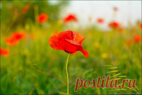 Фотопрогулки. Закатные маки