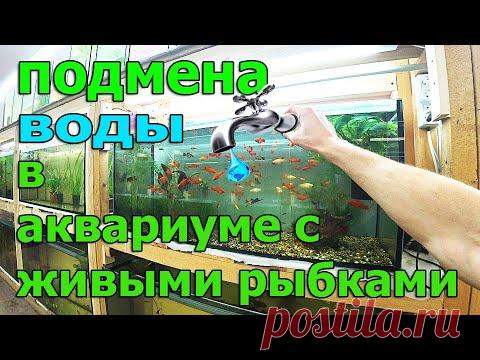 Как, когда и сколько менять воды в аквариуме - YouTube