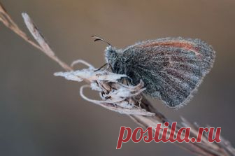 Фото.сайт - художественное фото, фотоискусство, фото онлайн, новые фото, красивые фотографии, фотосайт - Photosight.ru Просматривайте этот и другие пины на доске фото пользователя Наталья.
Теги