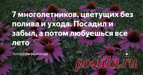 7 многолетников, цветущих без полива и ухода. Посадил и забыл, а потом любуешься все лето Обожаю цветущие растения на участке. Сначала скупала все подряд, как сумасшедшая, а потом поняла, что ухода декоративные цветы требуют больше, чем овощи. Решила, что так не пойдет, и нашла такие цветы, которые не нужно даже поливать, уже не говоря про остальные этапы ухода. Что значит без полива и ухода А то и значит, что цветы, речь о которых пойдет ниже, не нужно поливать от слова с...