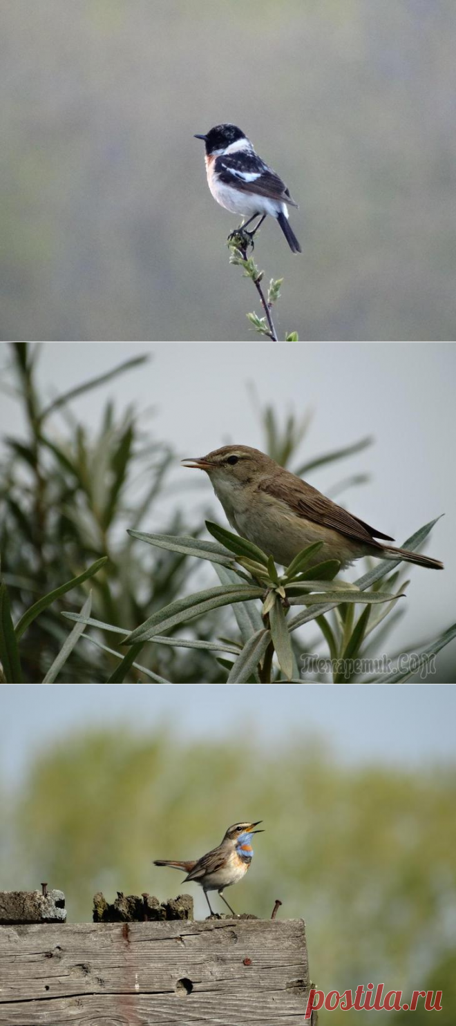 Мои птичьи фотострасти