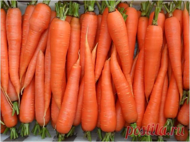 Секреты хорошей моркови. 

Многие дачники жалуются, что морковь уродилась мелкой. Обычно это происходит от несвоевременного или некачественного прореживания. Первое прореживание производят при появлении первого настоящего листа. А всего надо проредить морковь 2-3 раза, при этом окончательное расстояние между корнеплодами зависит от сорта и способа посадки - рядами, лентами или др. Так, моркови цилиндрической формы места надо меньше, чем конической. 
Если морковь растрескив...