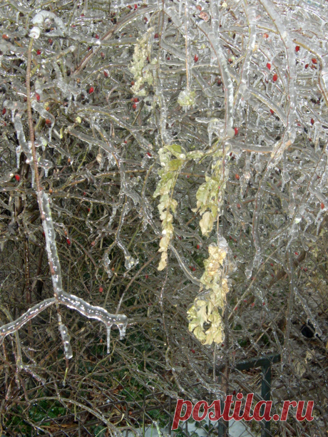 Из альбома &quot;Хрустальный лес&quot;