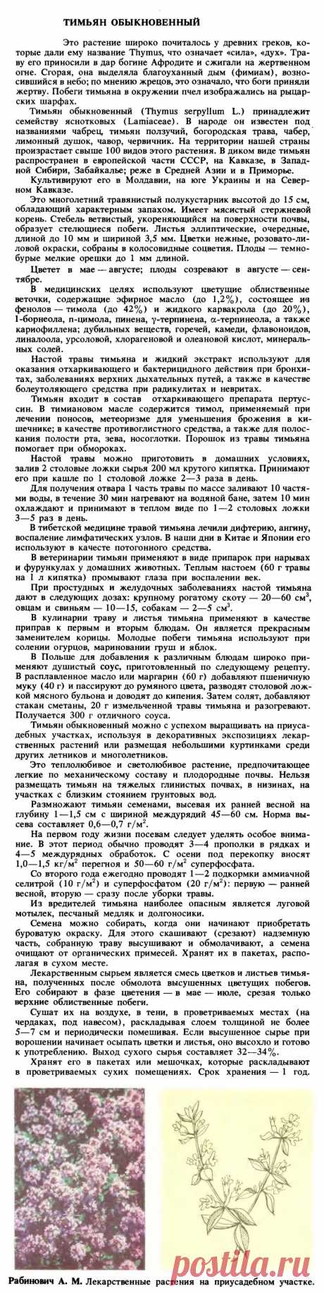 Тимьян обыкновенный