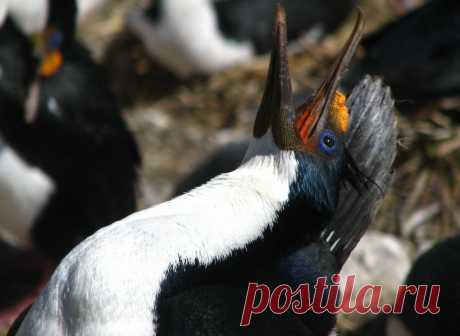 Голубоглазый баклан - eBird