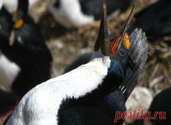 Голубоглазый баклан - eBird