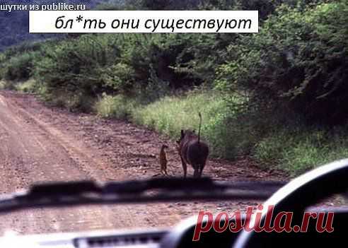 Тимон и Пумба!!!см.
☆ Дмитрий ☆