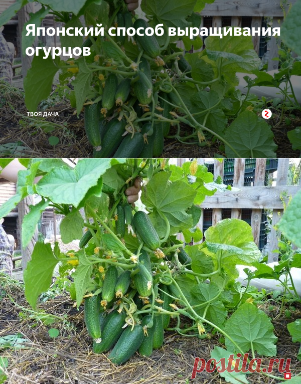 Японский способ выращивания огурцов | Твоя Дача | Яндекс Дзен
