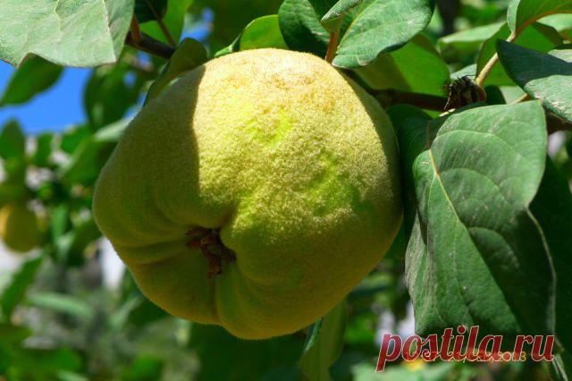 Гафур Шерматов
54 года, Таджикистан, Душанбе