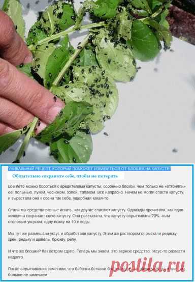 УНИКАЛЬНЫЙ РЕЦЕПТ, КОТОРЫЙ ПОМОЖЕТ ИЗБАВИТЬСЯ ОТ БЛОШЕК НА КАПУСТЕ!