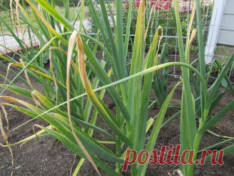 Почему желтеет чеснок и что с этим делать