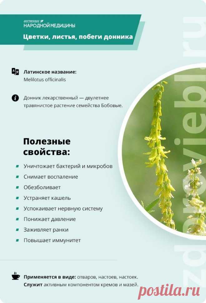 Цветки, листья, побеги донника