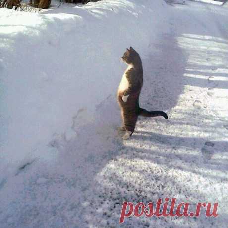 15 забавных котов, которым очень нравится стоять | Уши, лапы, хвост