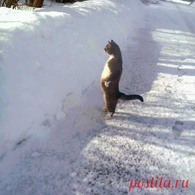 15 забавных котов, которым очень нравится стоять | Уши, лапы, хвост