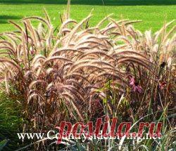 ДЕКОРАТИВНЫЕ ЗЛАКИ И ТРАВЫ. | Самоцветик