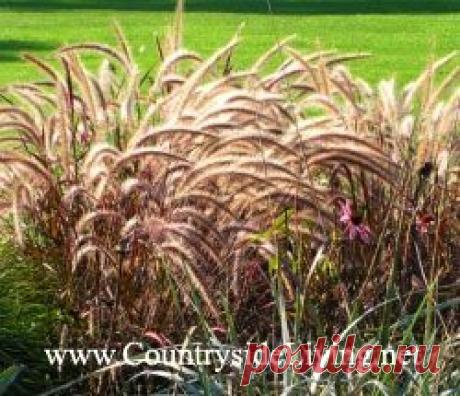 ДЕКОРАТИВНЫЕ ЗЛАКИ И ТРАВЫ. | Самоцветик
