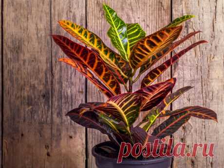Кодиеум «Петра» — самый надежный среди кротонов. Уход в домашних условиях. Фото — Ботаничка.ru