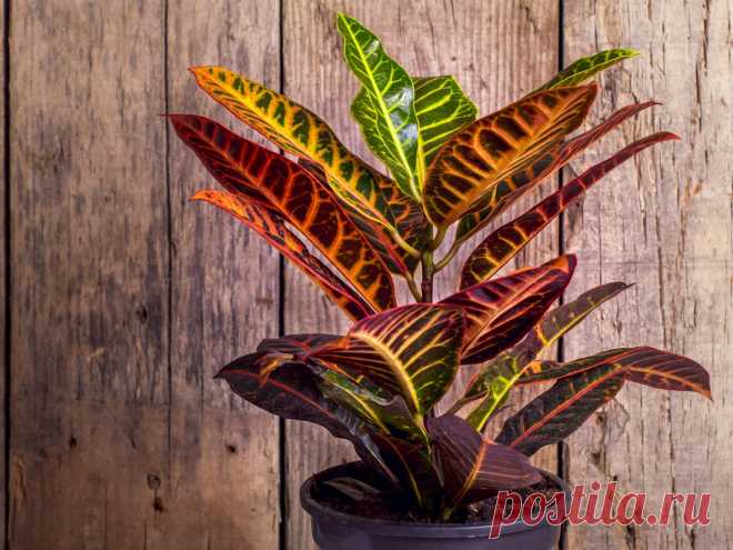 Кодиеум «Петра» — самый надежный среди кротонов. Уход в домашних условиях. Фото — Ботаничка.ru