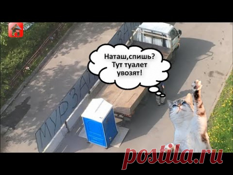 Мытищи за сквер. Наташа и коты